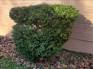 Bush Trimming by Jon Coen for Buchi U. in Urbandale, IA