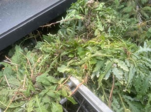 Weeding by Mark Gorka for Chris M. in Milwaukee, WI