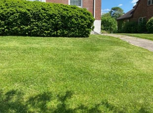 Lauren W.'s Lawn Mowing service result