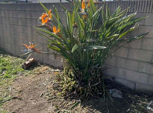 Bush Trimming by Fernando Gomez Rodriguez for Ron C. in Compton, CA