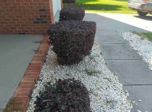 Brandon A.'s Bush Trimming service result