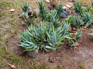 Weeding by Loren Bunnell for Erin D. in Spring Valley, CA