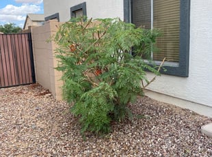 Landscaping by jimmy ruiz for Larry K. in San Tan Valley, AZ