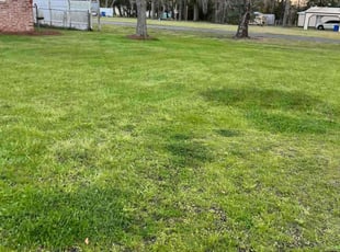 Arial C.'s Yard Cutting service result
