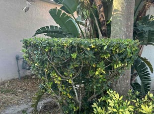 Bush Trimming by Harold Cummings for Juanita T. in Melbourne, FL