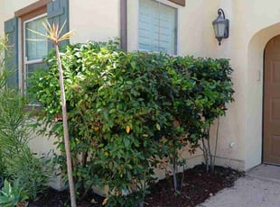 Leaf Removal by Dustyn Roberts for Justin U. in San Diego, CA