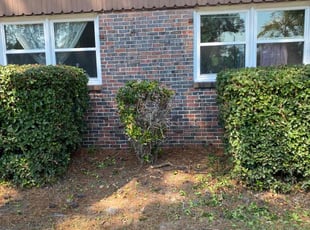 Bush Trimming by Steven Moreira for Deborah S. in Norfolk, VA