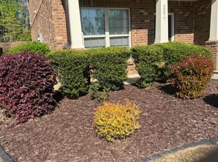 Bush Trimming by Armando J for Lauren S. in Duluth, GA