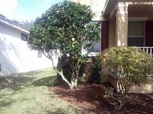 Bush Trimming by Vinnie Vazquez for Angelica W. in Orlando, FL