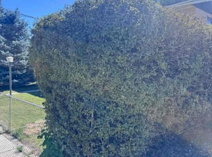 Bush Trimming by Crisbert MartΓnez for Robert P. in Salt Lake City, UT