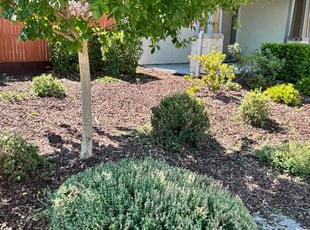 Denise Z.'s Bush Trimming service result