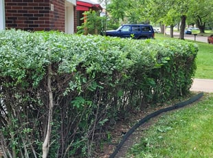 Bush Trimming by Jacob Lea for William H. in Wichita, KS