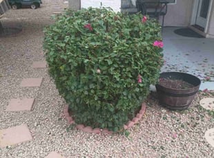 Bush Trimming by Juan Carlos Laurean Lozoya for Genevieve L. in Phoenix, AZ