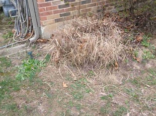 Bush Trimming by Shaun Hurst for Glenn W. in Ballwin, MO