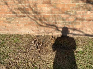 Bush Trimming by Alan Lewis for Alisha P. in Webster, TX
