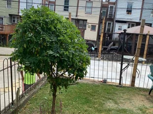 Bush Trimming by Moreno Santiago for Lisa S. in Philadelphia, PA