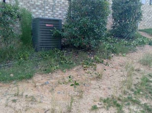 Bush Trimming by Lee Rickett for Brian P. in Charlotte, NC