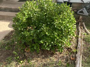 Bush Trimming by Chad Suenram for Temple T. in Wichita, KS