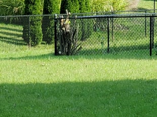 Bush Trimming by Steve Kaviak for Tyler B. in Greenwood, IN