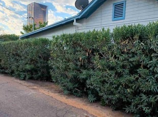 Bush Trimming by Gideon Cook for Lisa J. in Phoenix, AZ