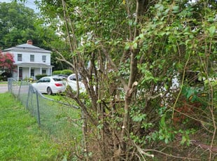 Bush Trimming by Rohan James for Bobbi D. in Petersburg, VA