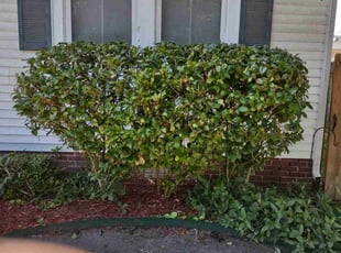 Bush Trimming by Gray Allen for Jea B. in Gretna, LA