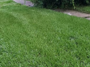 Cleanups by Sequoia Wade for Julianna D. in Tampa, FL