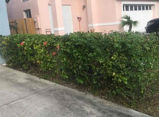 Bush Trimming by Richard Deas for Mykell F. in Margate, FL