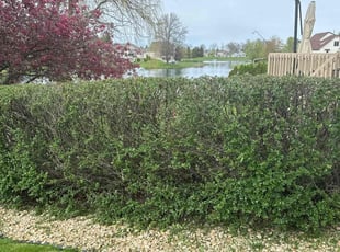 Bush Trimming by Tyrell Carter for Cindy S. in Fort Wayne, IN