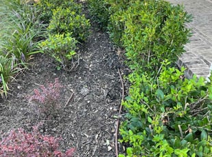 Bush Trimming by James Sanchez for Bianca B. in Little Elm, TX