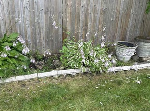 Cleanups by Nicholas Smith for Lorraine D S. in Buffalo, NY