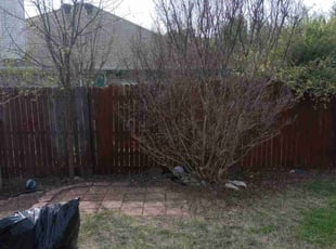 Bush Trimming by William McGuire for Doris C. in Fort Worth, TX