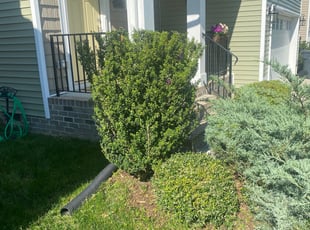 Bush Trimming by Matthew Rutledge for Greg C. in Mechanicsville, VA