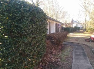 Bush Trimming by Adams Paiz for Kristie V. in Charlotte, NC