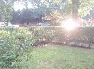 Bush Trimming by Chris Stewart for Joseph P. C. in Washington, DC