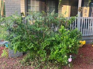 Bush Trimming by Farris Hayes for Sequoah R. in Birmingham, AL