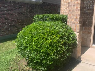 Bush Trimming by Kenneth Frazier for Channa B. in Bacliff, TX