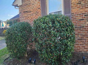 Bush Trimming by Jay M for Tiffany Y. in Virginia Beach, VA