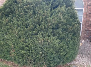 Bush Trimming by Manuel Lucero for Jeannine W. in Albuquerque, NM