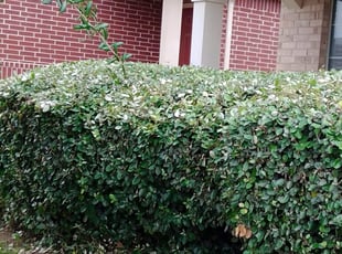 Bush Trimming by Severa Rosie Lara for Justin B. in Grand Prairie, TX