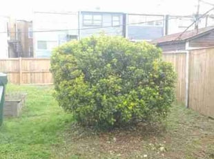 Bush Trimming by Chris Stewart for Tabari B. in Washington, DC