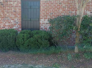 Bush Trimming by Christopher Webb for Hedrick W. in Baton Rouge, LA