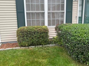 Bush Trimming by Walther MuΓ±oz for Andre G. in Bridgeport, CT