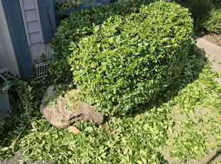 Bush Trimming by Leroy Green II for Michelle W. in Columbus, OH