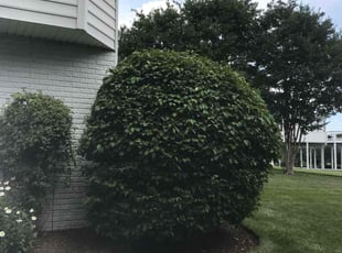 Bush Trimming by Margarito Cardona for Jittima . in Ashburn, VA