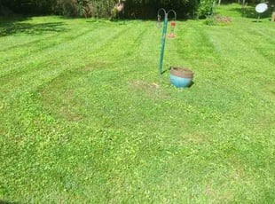 Calya S.'s Lawn Maintenance service result