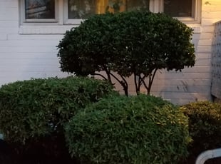 Bush Trimming by James A. Saulsbury for Jeriesha P. in Washington, DC