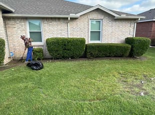 Bush Trimming by Rosa Valencia for David V. in Rockwall, TX