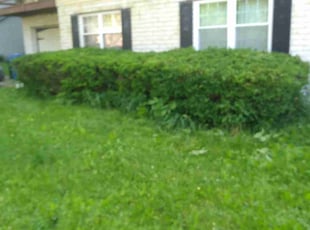 Bush Trimming by Pete Conley for Abigail M. in Canton, OH
