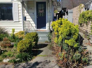 Bush Trimming by Dominique Ford for Melissa Z. in Seattle, WA